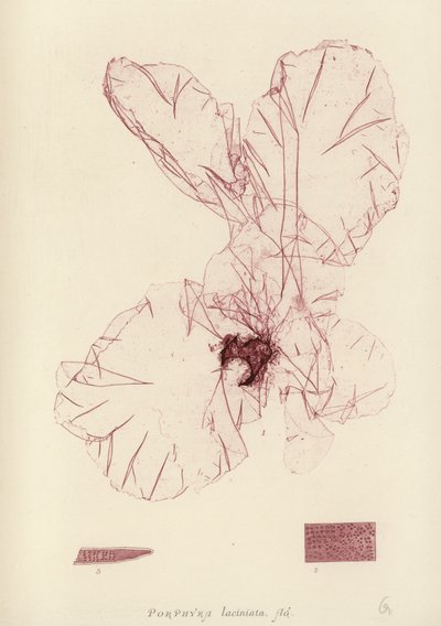 British Sea-Weed by English School